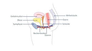 Bei instabiler fraktur, polytrauma oder hochrasanztrauma. Beckenboden Anatomie Annika Cost Physiotherapie Fur Frauen