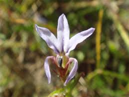 Image result for Lobelia anceps