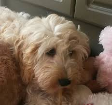 Apricot goldendoodle puppies for sale uk. Apricot Goldendoodle Puppies For Sale Uk Bmo Show