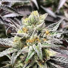 If you'd like to discover more about cannabis in . Delicious Cookies Feminized Delicious Seeds