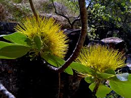 Suitable for planting around parks and playgrounds, and on rural and large urban properties. Fragrant Flowers Territory Native Plants