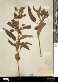 Image result for Dissotis ruandensis