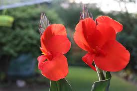 Maybe you would like to learn more about one of these? Canna Blossom Bloom Flower Nature Floral Tube Plant Pikist