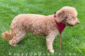With this poodle mix breed, you have the chance to enjoy a dog with two of the most highly desirable canine traits. Goldendoodle Teddy Bear Cut Superb Red Toy Goldendoodle Teddy Bear Boy Sale Greater The Best Trimming Tools For Goldendoodles Nemtaoserinews