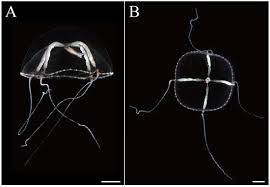 Image result for Hydrothauma manicatum