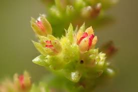 Image result for Crassula rhodesica