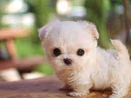 Is your family ready to buy a puppy? Tiny White Puppy Cute Puppies Cute Dogs Baby Animals Pictures