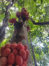 Image result for Xylopia shirensis