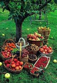 How Bountiful Our Back Yards Would Be Pesticide Free Free Fruit Speaking Of Bees Fruit Picking Fruit Harvest Basket