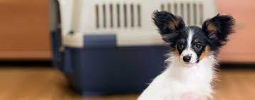 A simple search of app games for dogs will bring up plenty of results, but the best touch screen games for dogs simply require taps or nuzzles to play and can be divided into 4 categories: Top Activities For Dogs On Crate Rest Wag