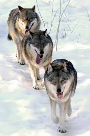 Kurt Ailesi Wild Dogs Animals Beautiful Wolf Love