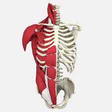 The consequences of an upright posture for the support of both the thoracic and the abdominal viscera are profound, but the muscular modifications in the trunk are few. Human Torso Anatomy 3d Model 89 Obj Ma Max Fbx Free3d