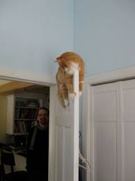 Cat On A Door Funny Cat Photos Cat Pics Cats