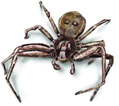 Black And White Striped Spider Texas Identify The Most Common Spiders Found In Upstate Ny And Vermont Spider Crab Spider Spider Fact