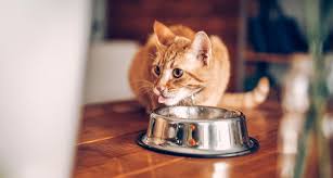 Except as otherwise noted, the products listed are considered to be complete diets, rather than for supplemental feeding only. How Much To Feed A Cat Cat Food Portions And Serving Sizes
