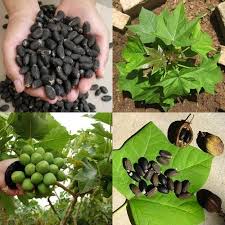 Image result for Jatropha curcas