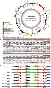 Image result for Trichoneura schlechteri