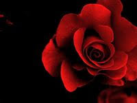 Kumpulan gambar bunga mawar yang cantik dan indah, tahukah anda arti bunga mawar di balik warna pada setiap warna itu melambangkan arti. 48 Ide Mawar Merah Mawar Merah Mawar Bunga