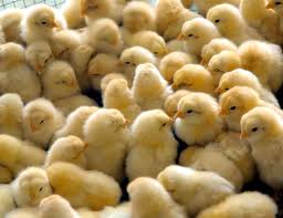 los pollitos dicen cute chickens baby chicks baby chickens