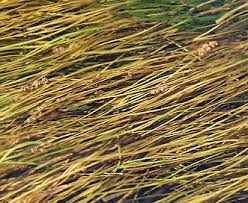 Image result for Stuckenia