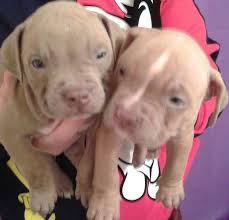 Macbook pro — our most powerful notebooks featuring fast processors, incredible graphics, touch bar, and a spectacular retina display. Free Puppies Near Me Home Facebook