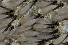 Have wings of equal size and shape, while a carpenter ant's hind wings are shorter than the forewings. What Do Termites Look Like Signs Of Termite Damage