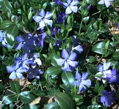 We offer vinca minor in several package types and sizes. Dry Ground Drought Tolerant Ground Covers To The Rescue Invasive Plants Vinca Minor Flowering Ground Cover