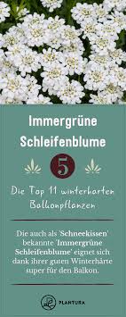 Winterharte Balkonpflanzen Die Top 11 Fur Unseren Balkon Plantura In 2020 Winterharte Balkonpflanzen Balkon Pflanzen Winterhart