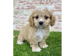Click here to be notified when new cavachon puppies are listed. Cavachon Puppies Petland Hilliard Oh