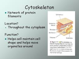A difference between plant cells and animal cells is that most animal cells are round whereas most plant cells are rectangular.plant cells have a rigid cell wall that surrounds the cell membrane. Cell Structure And Function Plant Cell Animal Cell