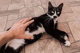 How To Tell If A Cat Is Pregnant: 5 Signs To Watch For