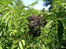 Ft lot i have been reading about doing this for years. How To Grow Edibles In Hedgerows Gardening With Charlie