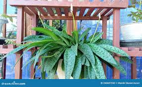 Image result for Drimiopsis