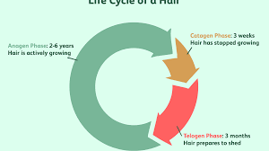 Find Out How Fast Your Hair Grows In The Anagen Phase