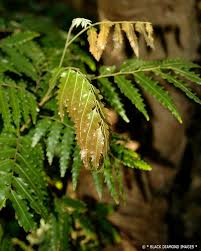 Image result for Stemodia serrata