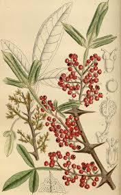 Image result for Erythroxylum zambesiacum