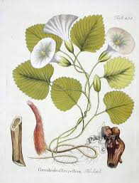 Image result for Operculina