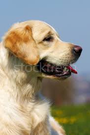 Happy Dog Golden Retriever In The Summer On A Sky Stock Photo C Anna Goroshnikova Goroshnikova 7496238 Stockfresh