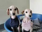 Lurcher Breed Info, Temperament, Puppies, Care, Training ...