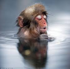 Watch as an adorable baby monkey stays calm and content as his caregiver scrubs him down at bath time. Taking The Plunge Cheeky Japanese Snow Monkey Smiles In Delight As He Jumps In To A Natural Hot Spring To Warm Up Daily Mail Online