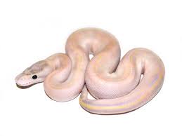 Fire Ivory Morph List World Of Ball Pythons Ball Python Python Snake Python