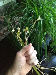 Place the rooted end of the pup in. How To Grow Ponytail Palm Or Beaucarnea Recurvata