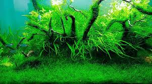 Types Of Moss For Aquascaping Different Aquarium Mosses Aquarios