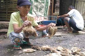 Meskipun itu, beratnya masih berada diantara berat ayam petelur ringan dan ayam broiler. Ribuan Unggas Mati Mendadak