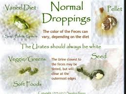 Bird Doesn T Care About Being Eaten Normal Cockatiel Droppings Cockatiel Care Parakeet Care Conure Parrots