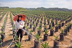 Namun, kemampuan sawit berproduksi di setiap daerah akan berbeda sesuai dengan kualitas tanahnya. Replanting Sawit Buat Terobosan Pemerintah Targetkan Replanting 500 000 Ha Sawit Dalam Tiga Tahun