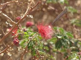 Image result for Calliandra haematocephala
