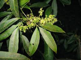 Image result for Toddalia simplicifolia