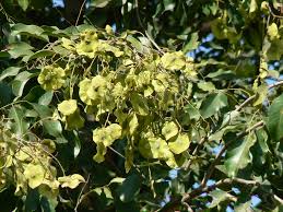 Image result for Pterocarpus