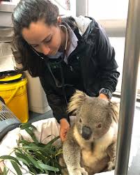 When You Have The Right Koalafications To Treat A Range Of Species Vet Wildlife Koala Koalafied Getit Australia Koala Koala Bear Animals